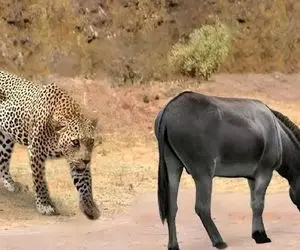 مستند حیات وحش؛ کره الاغ دید چاره نداره تسلیم پلنگ شد