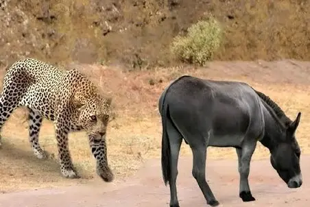 مستند حیات وحش؛ کره الاغ دید چاره نداره تسلیم پلنگ شد