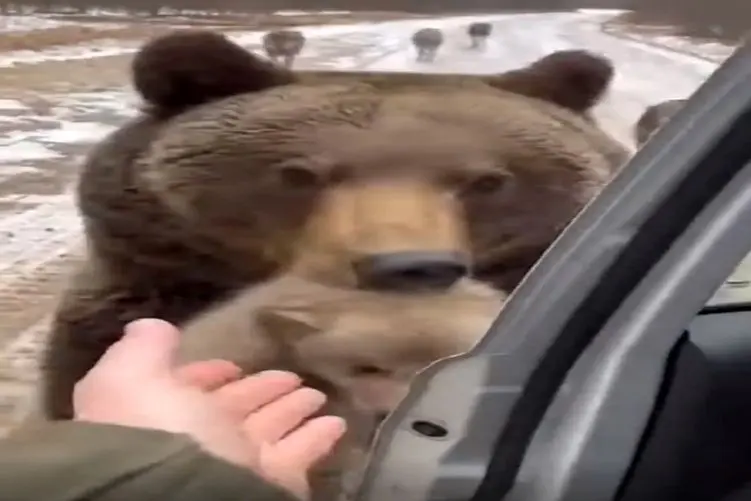 معماری طبیعت؛ نگرانی خرس بچه اش بود همین که سپردش به آقاهه رفت حساب گرگا رو برسه