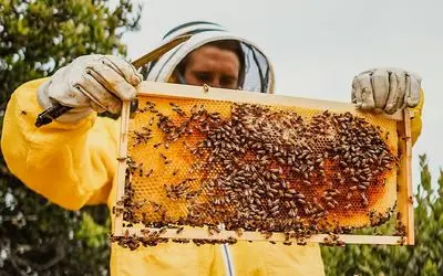 فرآوری و ساخت عسل طبیعی که شاخ درمیاری ببینی از کجا به کجا میرسن! 
