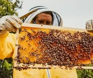 فرآوری و ساخت عسل طبیعی که شاخ درمیاری ببینی از کجا به کجا میرسن! 