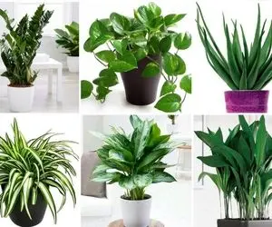 گیاهان آپارتمانی معروف و محبوب / گل و بلبل واسه خونه زیاده اما اینا اسم و رسم دارن