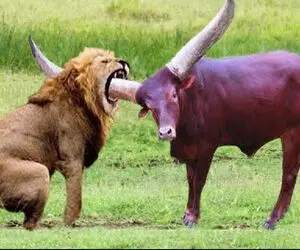 از جذابیت‌های حیات وحش؛ بوفالو شاخشو کرد تو حلق شیر از اونور درومد رفقا خونشو خوردن