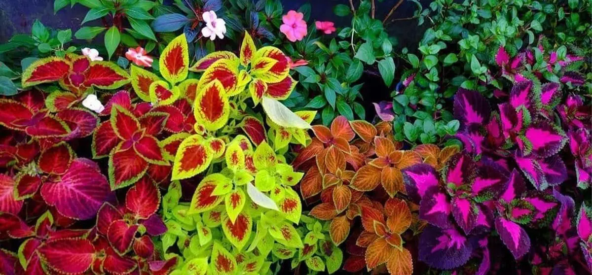 گیاهان آپارتمانی با برگای رنگی