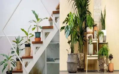 کجای خونه گیاه‌ هامون بهتر رشد میکنن؟/ بهترین جاهای خونه برای رشدشون رو یاد بگیر