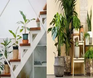 کجای خونه گیاه‌ هامون بهتر رشد میکنن؟/ بهترین جاهای خونه برای رشدشون رو یاد بگیر