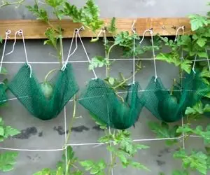 ایده های خلاقانه؛ بیا بهت بگم چجوری توی خونه هندوانه بکاری که تضمینی شیرین و قرمز شه