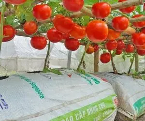 کشاورزی خلاقانه؛ آقاهه تو گونی گوجه کاشته از بس محصول داده داربست زده بالاش