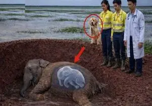 حیات وحش مصنوعی؛ سگ شجاع برای نجات فیل حامله کمک میاره