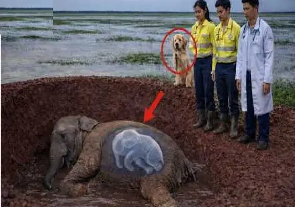 حیات وحش مصنوعی؛ سگ شجاع برای نجات فیل حامله کمک میاره
