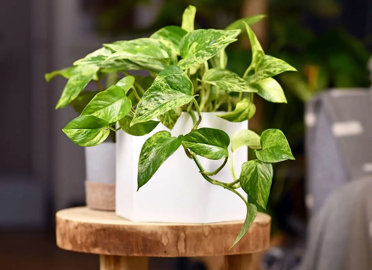 pothos-3