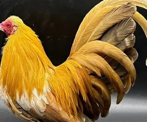 کارخانه حیوانات؛ برای تولید خروس طلایی ژنشو با طوطی ترکیب زد میلیاردی بفروشه