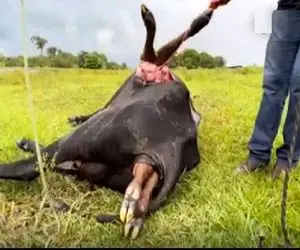 گاوهای باورنکردنی؛ گاو غول سه روز زایمان نکرد بعد سزارین از شدت خونریزی مرد
