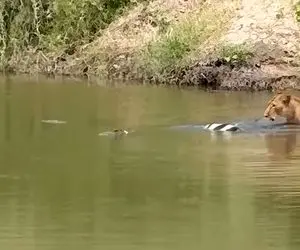 مستند حیات وحش؛ شیر سر شکارش با کسی شوخی نداره