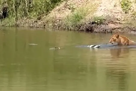 مستند حیات وحش؛ شیر سر شکارش با کسی شوخی نداره