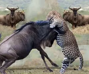 تقابل هوش و چابکی پلنگ با غریزه قدرتمند مادری آهو