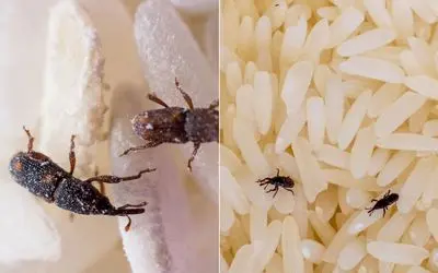 ترفند از بین بردن شپشک‌ برنج و حشرات حبوبات؛ به چه کنم چه کنم نیفت یه ساعته گم میشن