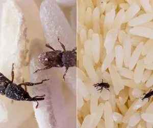 ترفند از بین بردن شپشک‌ برنج و حشرات حبوبات؛ به چه کنم چه کنم نیفت یه ساعته گم میشن
