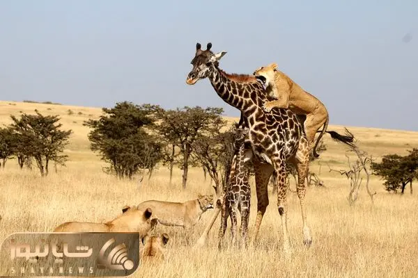 Lions Steal Baby Giraffe From Mother shayanews