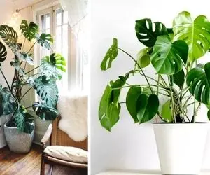 راهنمای نگهداری از گیاه برگ انجیری / راهکارهای درمان بیماریش و میزان نور و آبیاری