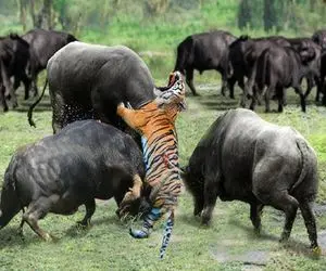 شاهکار حیات وحش؛ بوفالو ددمنش شیری شریری که وسط گله پیدا شد مقهور و سوراخ کرد