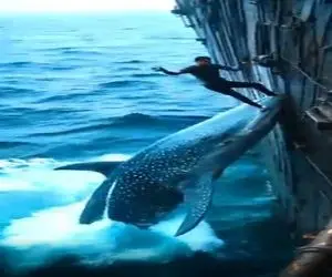 مستند کاوش؛ غواص ماهر به جای شکار شدن توسط نهنگ سوارش شد و با قفل کردن دهنش فرار کرد