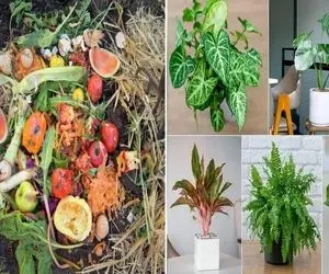 با این کود خانگی متشکل از زباله جان دوباره به گیاهان داده و شاهد رشد انفجاریشون باشید