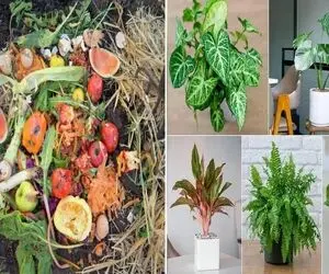 با این کود خانگی متشکل از زباله جان دوباره به گیاهان داده و شاهد رشد انفجاریشون باشید