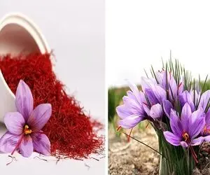 تشخیص زعفران اصل از تقلبی؛ با این ترفندا دیگه کسی نمیتونه فیکشو بهت قالب کنه خدا تومن