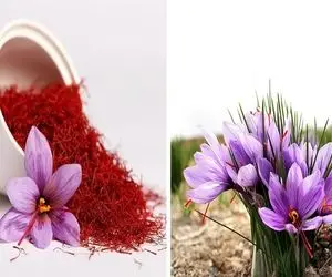 تشخیص زعفران اصل از تقلبی؛ با این ترفندا دیگه کسی نمیتونه فیکشو بهت قالب کنه خدا تومن