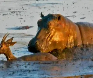 مستند حیات وحش؛ شیر خسته نشست به تماشای شکار شکارش توسط اسب آبی تازه نفس