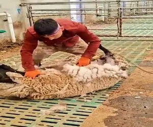 دامداری نوین؛ با موزر پشم چین گوسفند رو بلوری کرد سفید مِفید و تپلی