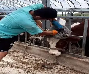 دامپروری نوین؛ نامرد برا این که گاو شاخش نزنه شاخ های بی زبون رو با دستگاه چید