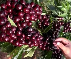 کشاورزی نوین؛ گیلاس ها رو در بهترین شرایط عمل آووردن هر یکیشون قد یه سیبه
