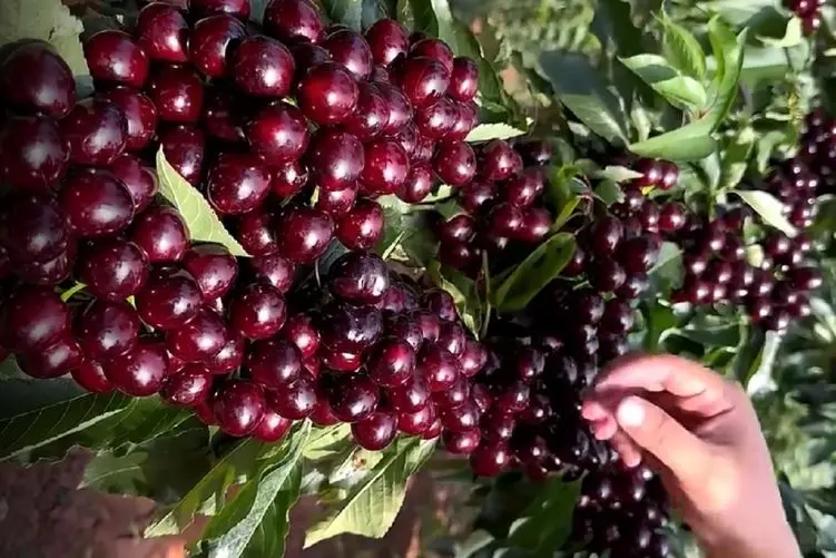 کشاورزی نوین؛ گیلاس ها رو در بهترین شرایط عمل آووردن هر یکیشون قد یه سیبه