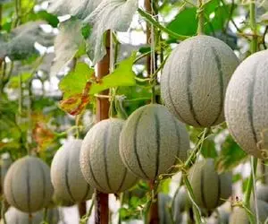 کشاورزی نوین؛ نحوه کاشت طالبی توی سطل های پلاستیکی با بهره وری بالا