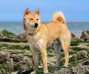 شیبااینو به اوج می رسد؟