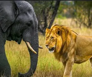 مستند حیات وحش؛ عاقبت شیر وقتی اندازه اشو یادش میره