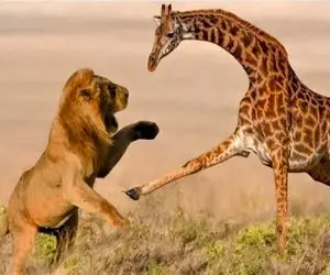 شاهکار حیات وحش / زرافه دراز ناز پایجان که وسط باشد جکی چان میشود