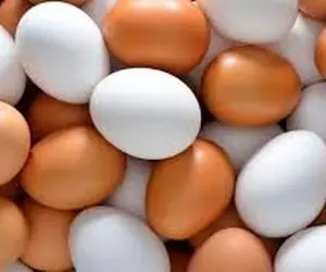 قیمت تخم مرغ امروز یکشنبه 19 بهمن 99