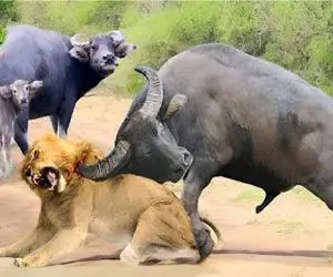 مستند حیات وحش؛ بوفالو غیرتمند شیری که چشم به گوساله اش داشت شرحه کرد