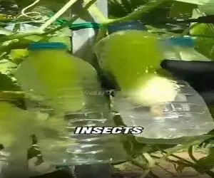 کشاورزی نوین؛ با بطری برا خیار گلخونه درست کرد یه محصول صاف و صوف و بی نقص تحویل گرفت