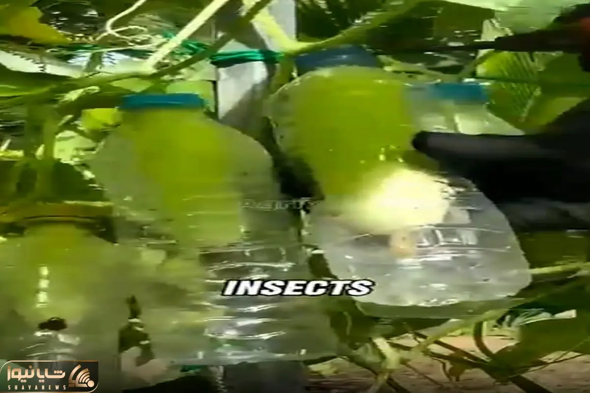 کشاورزی نوین؛ با بطری برا خیار گلخونه درست کرد یه محصول صاف و صوف و بی نقص تحویل گرفت