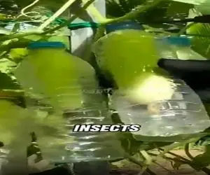 کشاورزی نوین؛ با بطری برا خیار گلخونه درست کرد یه محصول صاف و صوف و بی نقص تحویل گرفت