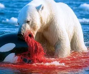 مستند حیات وحش / خرس قطبی عاشق خون فوک هارو شرحه شرحه کرد نهنگ زد تنگش