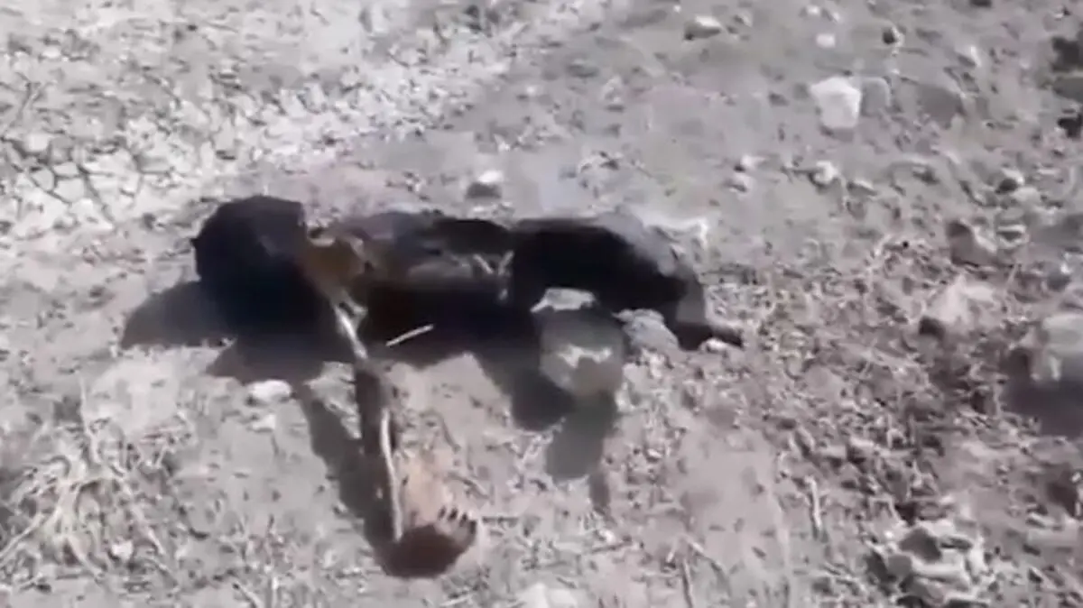 (+16عکس و فیلم) آتش زدن و تِکه تِکه کردن سودا حسن زاده دختر ۲۸ ساله اردبیلی