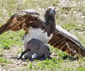 مستند حیات وحش؛ عقاب عین شهاب سنگ خورد وسط زندگی گراز