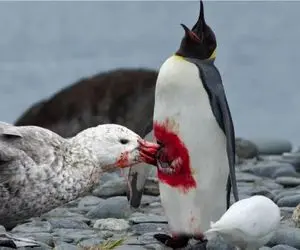 نبرد حیات وحش/ حمله غافلگیرانه مرغ دریایی با نوک تیزش به پنگوئن ها تنشون زخمی میشه