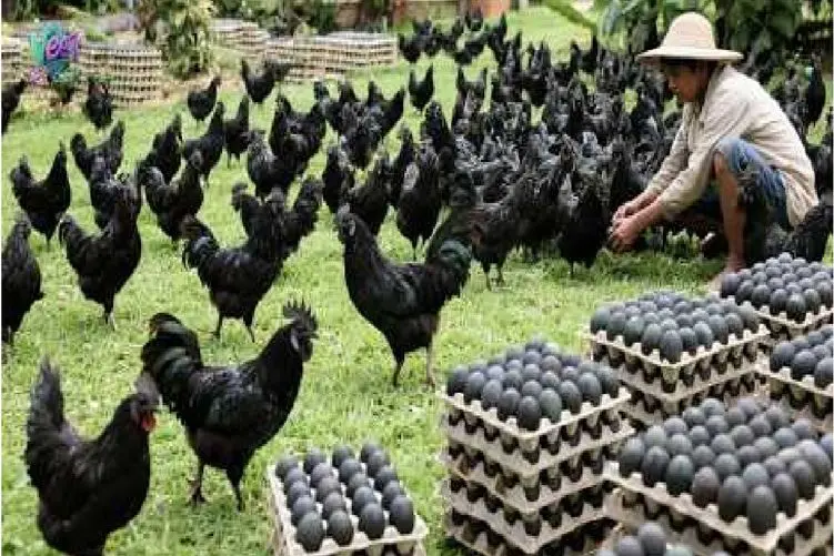 دامداری نوین؛ مرغ سیاه با تخم سیاه پرورش میدن بختشون رو سفید کنن