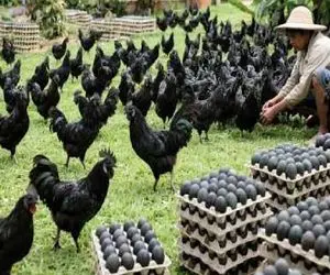 دامداری نوین؛ مرغ سیاه با تخم سیاه پرورش میدن بختشون رو سفید کنن